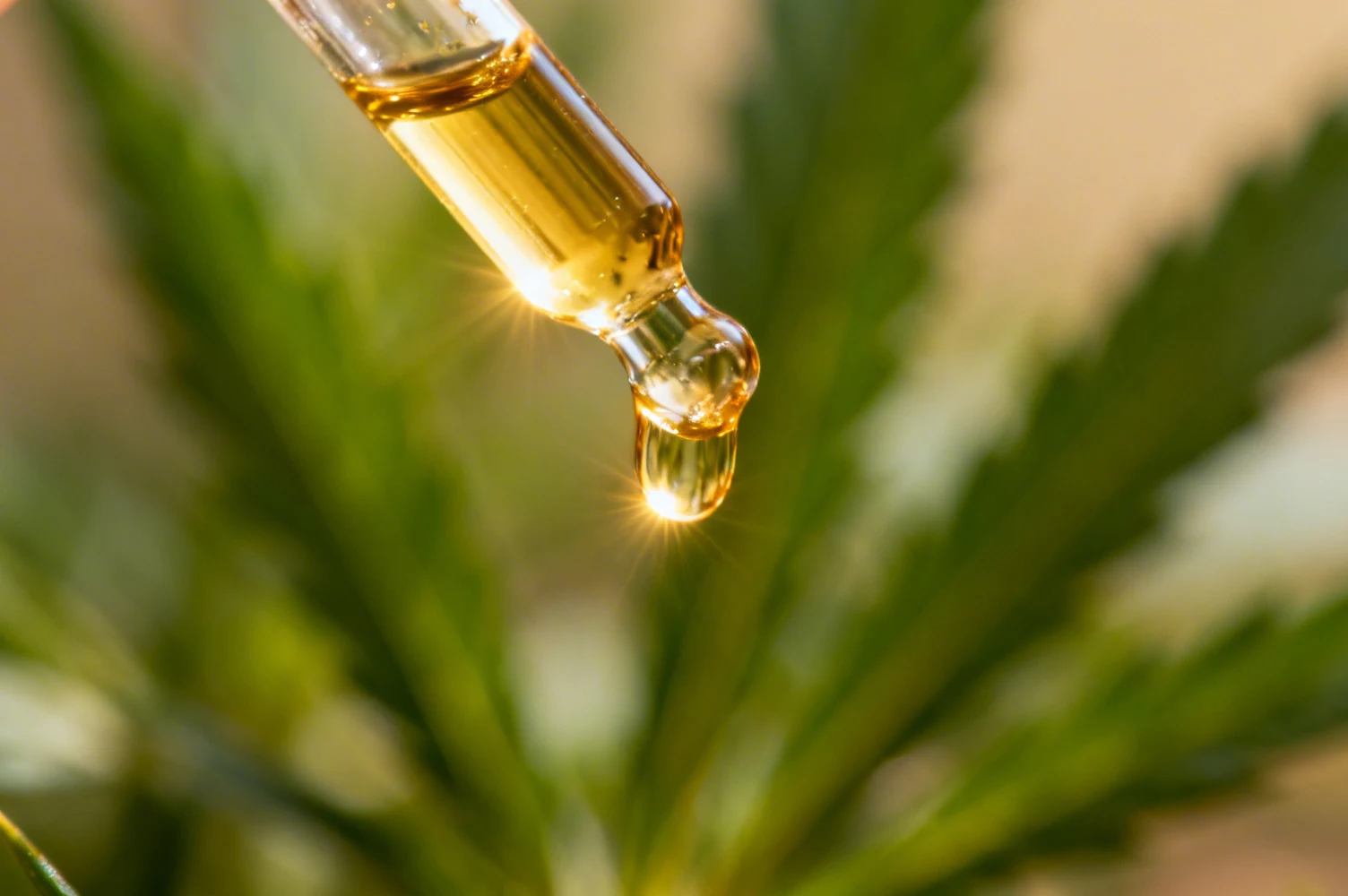 CBD et bien-être naturel